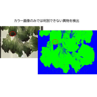 葉物野菜異物検出システムのイメージ画像